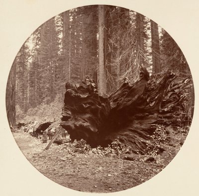 The Father of the Forest by Carleton Emmons Watkins