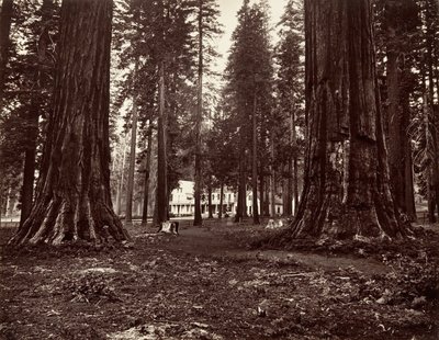 The Hotel from Mammoth Grove, ca. 1872, printed ca. 1876 by Carleton Emmons Watkins