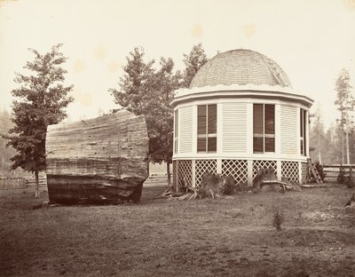 The House over a Stump of a Big Tree by Carleton Emmons Watkins