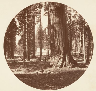 The Mammoth Grove Hotel from the Grove - Calaveras by Carleton Emmons Watkins