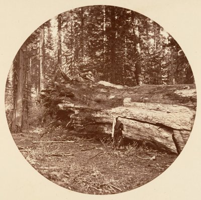 The Miners Cabin - Calaveras Grove by Carleton Emmons Watkins