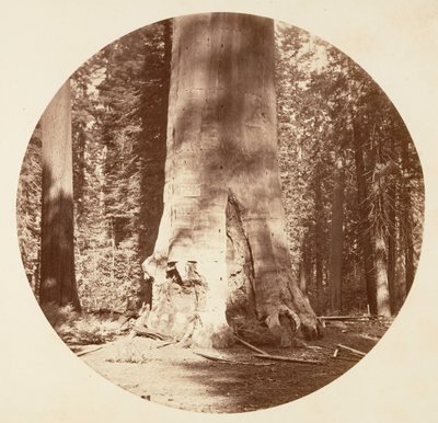 The Mother of the Forest - Calaveras Grove, ca. 1878 by Carleton Emmons Watkins