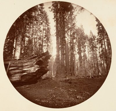 The Mother of the Forest From the Father of the Forest - Calavaras Grove by Carleton Emmons Watkins