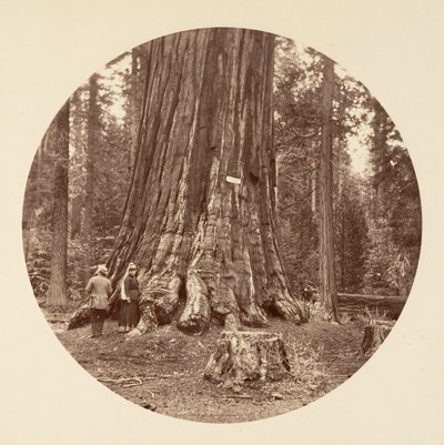 The Pride of the Forest - Calaveras Grove by Carleton Emmons Watkins