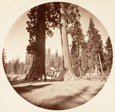 The Sentinels - Calaveras Grove, ca. 1878 by Carleton Emmons Watkins