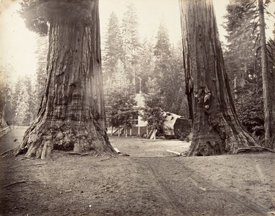 The Sentinels, 315 Feet, Yosemite, ca. 1872, printed ca. 1876 by Carleton Emmons Watkins
