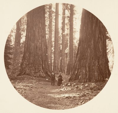 The Three Graces Seen Through the Bryant and Seward Calaveras Grove by Carleton Emmons Watkins