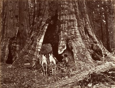 The Tripod, 94 feet circumference, 1865-66, printed ca. 1876 by Carleton Emmons Watkins