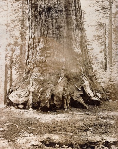 Trunk of the 