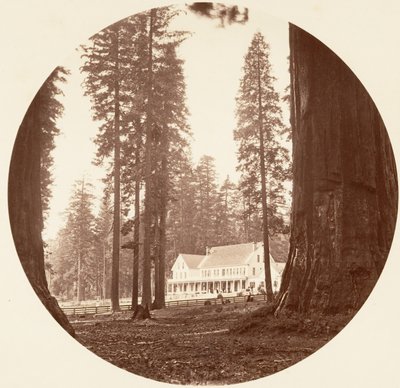 W. C. Bryant - Calaveras Grove, ca. 1878 by Carleton Emmons Watkins