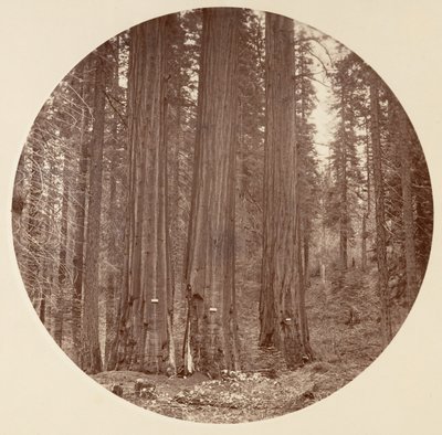Yosemite National Park, California, ca. 1878 by Carleton Emmons Watkins
