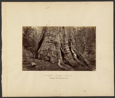 California - Mariposa Big Trees, "Washington" 270 ft. High, 92 ft. Circumference by Carleton Watkins