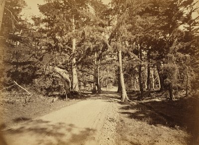 Monterey, California. Moss Avenue, 18 Mile Drive by Carleton Watkins