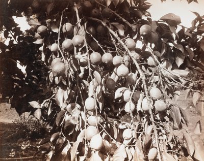 Untitled [fruit on tree] by Carleton Watkins