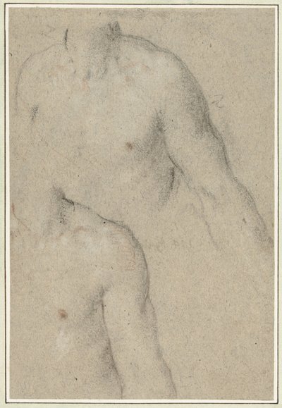 Two Studies of the Torso of a Young Man by Carlo Caliari