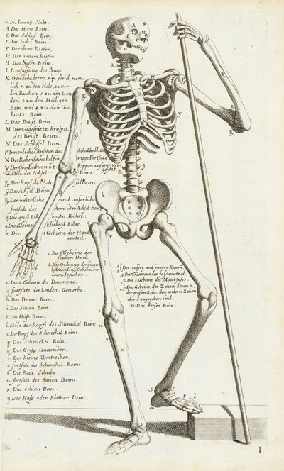 Anatomical Study of the Human Skeleton by Carlo Cesi by Carlo Cesi
