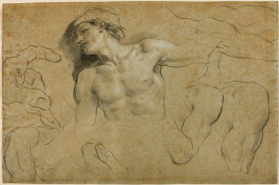 Studies of Hands, Shoulders and a Leg by Carlo Cignani