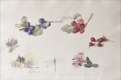 Autumn Fruits and Flowers, 2007 by Caroline Hervey Bathurst