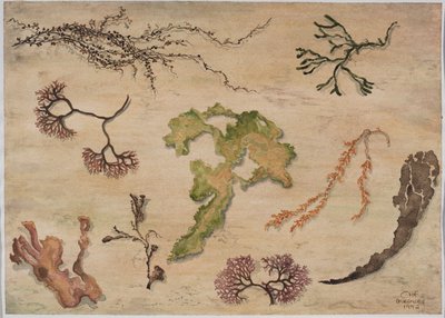 Seaweed by Carolyn Hubbard Ford