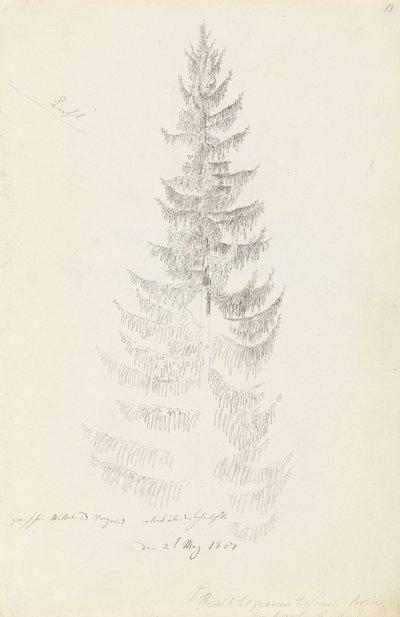 Spruce by Caspar David Friedrich