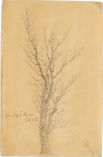 Study of a Tree by Caspar David Friedrich