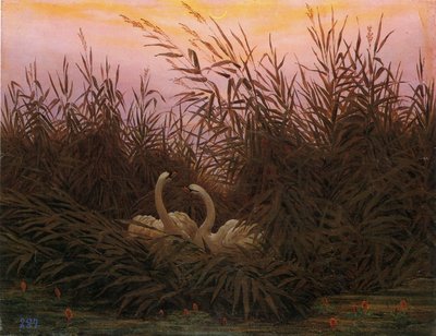Swans in the Reeds at the First Dawn by Caspar David Friedrich