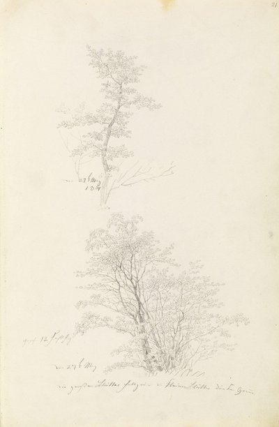 Group of Young Trees by Caspar David Friedrich