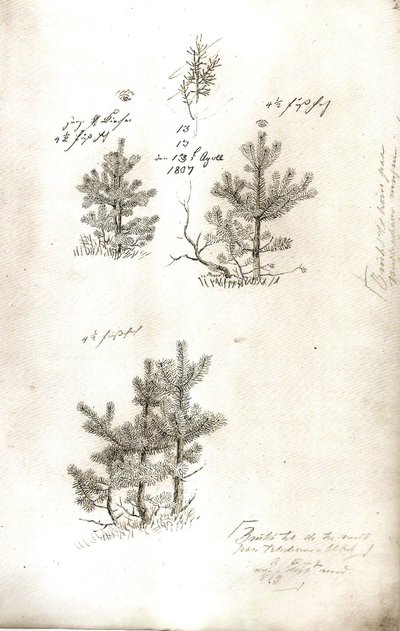 Pines by Caspar David Friedrich