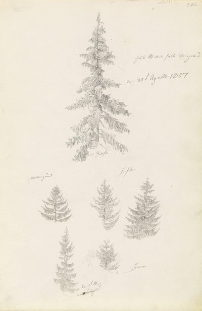Six Studies of Spruces and Firs by Caspar David Friedrich