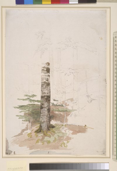 Study from the Interior of a Pine Forest by Caspar David Friedrich