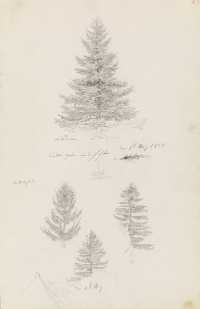 Fir and Three Studies of Spruce by Caspar David Friedrich