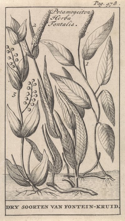 Three Types of Pondweed by Caspar Luyken