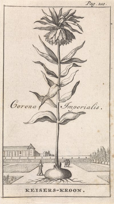 Crown Imperial by Caspar Luyken