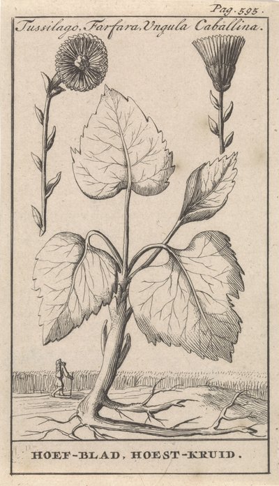 Coltsfoot with Coughwort by Caspar Luyken
