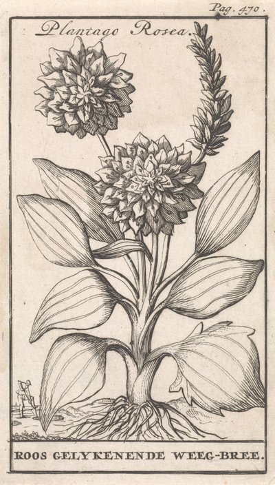 Title Page and Eight Prints with Flowers by Caspar Luyken