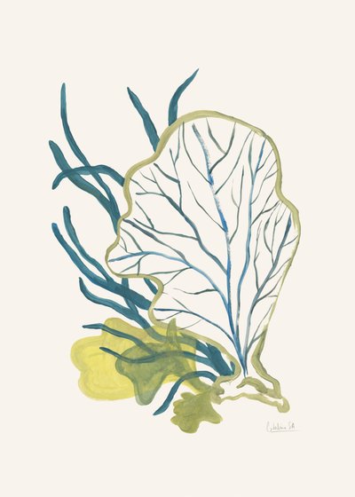 Abstract Marine Botanical by Catalina Somolinos