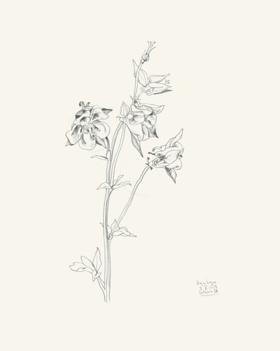 Columbine Flower Sketch by Catalina Somolinos