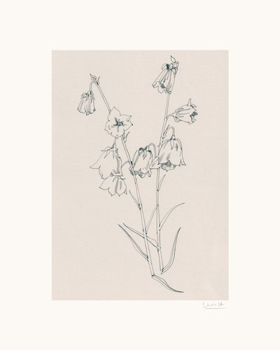 Delicate Bellflowers Drawing by Catalina Somolinos