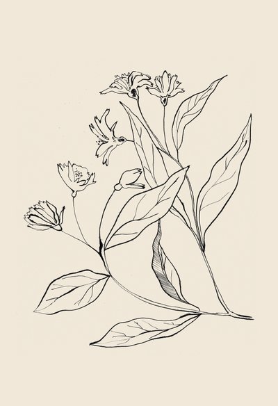 Delicate Botanical Drawing by Catalina Somolinos