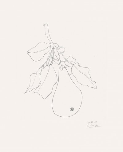 Delicate Pear Drawing by Catalina Somolinos