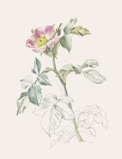 Delicate Pink Wild Rose by Catalina Somolinos