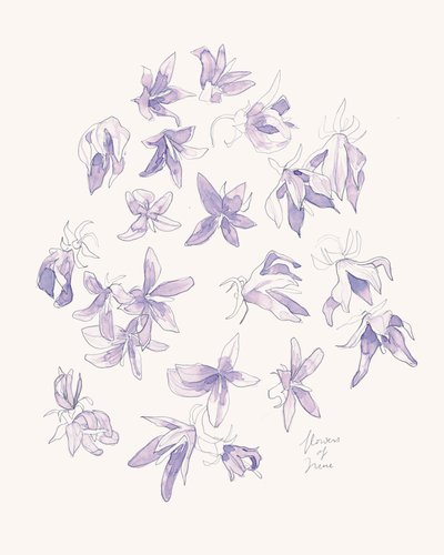 Delicate Purple Blooms by Catalina Somolinos