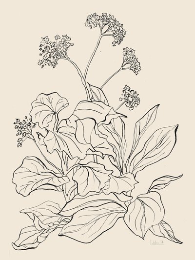 Elegant Botanical Drawing by Catalina Somolinos