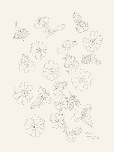 Elegant Flower Drawings by Catalina Somolinos