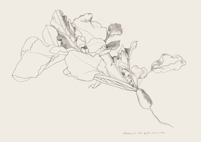 Radish Botanical Drawing by Catalina Somolinos