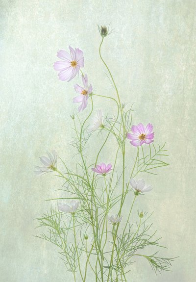 Delicate Cosmos Blooms by Catherine Wang