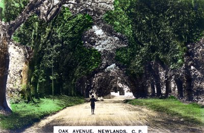 Oak Avenue, Newlands, Johannesburg, Gauteng, South Africa by Cavenders Ltd