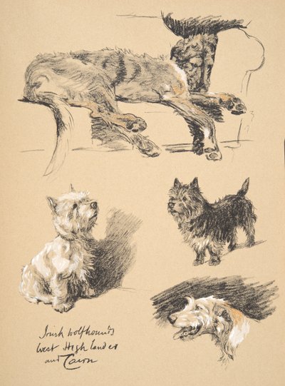 Irish Wolfhound, West Highlander and Cairn, Illustrations from his Sketch Book used for 