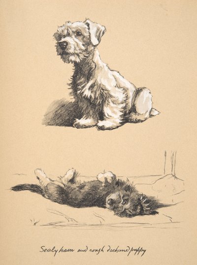 Sealyham and Rough Dachshund Puppy, 1930, Illustrations from His Sketch Book Used for Just Among Friends, Later Published by Eyre and Spottiswoode Limited, 1934 by Cecil Charles Windsor Aldin