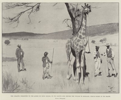 The Giraffe Presented to the Queen by King Khama on its Native Soil Before the Voyage to England, Which Ended in its Death by Cecil Charles Windsor Aldin